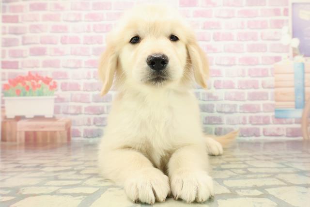 神奈川県のゴールデンレトリバー (Coo&RIKU相模原店/2025年10月27日生まれ/男の子/ゴールド)の子犬の1枚目の画像