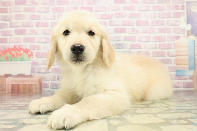 神奈川県のゴールデンレトリバー (Coo&RIKU相模原店/2025年10月27日生まれ/男の子/ゴールド)の子犬の2枚目の画像