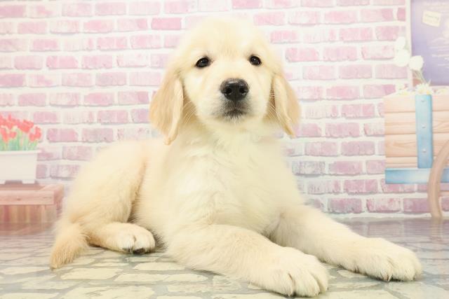 神奈川県のゴールデンレトリバー (Coo&RIKU相模原店/2025年10月27日生まれ/男の子/ゴールド)の子犬の3枚目の画像