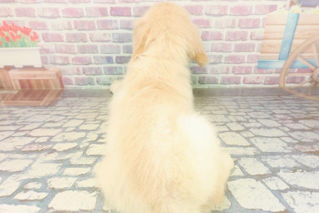 神奈川県のゴールデンレトリバー (Coo&RIKU相模原店/2025年10月27日生まれ/男の子/ゴールド)の子犬の4枚目の画像