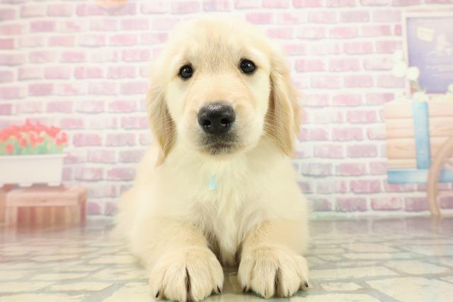 茨城県のゴールデンレトリバー (Coo&RIKU水戸店/2025年10月27日生まれ/男の子/ゴールド)の子犬の1枚目の画像