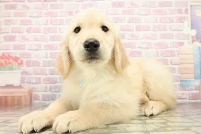 茨城県のゴールデンレトリバー (Coo&RIKU水戸店/2025年10月27日生まれ/男の子/ゴールド)の子犬の2枚目の画像