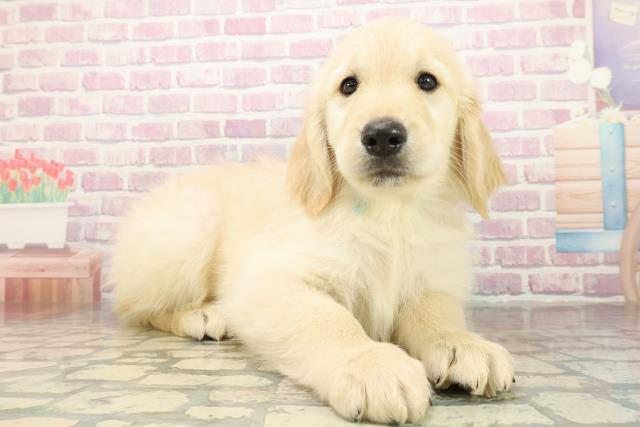 茨城県のゴールデンレトリバー (Coo&RIKU水戸店/2025年10月27日生まれ/男の子/ゴールド)の子犬の3枚目の画像