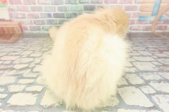 茨城県のゴールデンレトリバー (Coo&RIKU水戸店/2025年10月27日生まれ/男の子/ゴールド)の子犬の4枚目の画像