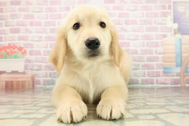 神奈川県のゴールデンレトリバー (Coo&RIKU横浜旭店/2025年10月27日生まれ/男の子/ゴールド)の子犬の1枚目の画像