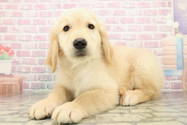 神奈川県のゴールデンレトリバー (Coo&RIKU横浜旭店/2025年10月27日生まれ/男の子/ゴールド)の子犬の2枚目の画像