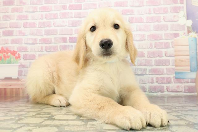 神奈川県のゴールデンレトリバー (Coo&RIKU横浜旭店/2025年10月27日生まれ/男の子/ゴールド)の子犬の3枚目の画像