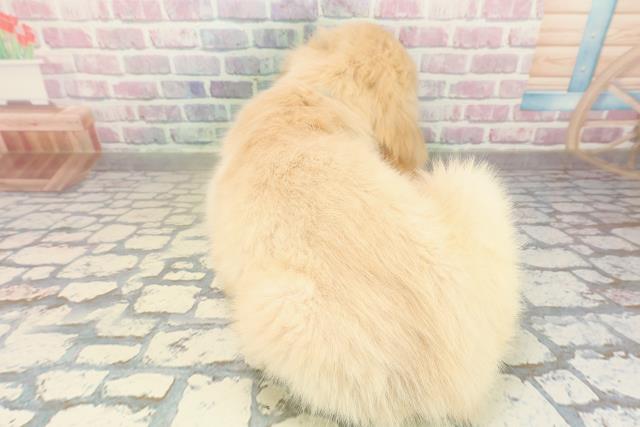 神奈川県のゴールデンレトリバー (Coo&RIKU横浜旭店/2025年10月27日生まれ/男の子/ゴールド)の子犬の4枚目の画像