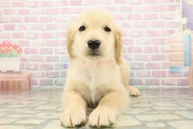 東京都のゴールデンレトリバー (Coo&RIKU東久留米店/2025年10月27日生まれ/女の子/ゴールド)の子犬の1枚目の画像