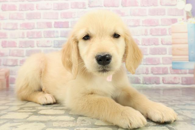 東京都のゴールデンレトリバー (Coo&RIKU東久留米店/2025年10月27日生まれ/女の子/ゴールド)の子犬の3枚目の画像