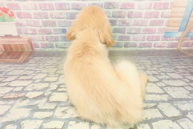 東京都のゴールデンレトリバー (Coo&RIKU東久留米店/2025年10月27日生まれ/女の子/ゴールド)の子犬の4枚目の画像