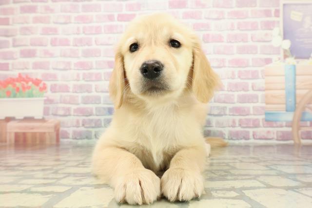 埼玉県のゴールデンレトリバー (Coo&RIKU川越店/2025年10月27日生まれ/女の子/ゴールド)の子犬の1枚目の画像