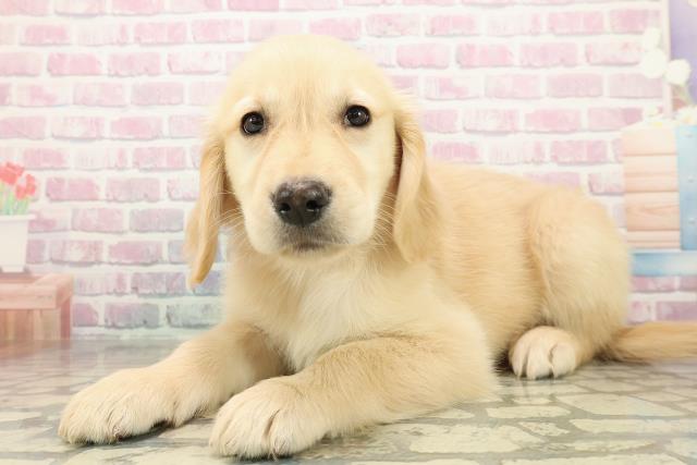 埼玉県のゴールデンレトリバー (Coo&RIKU川越店/2025年10月27日生まれ/女の子/ゴールド)の子犬の2枚目の画像