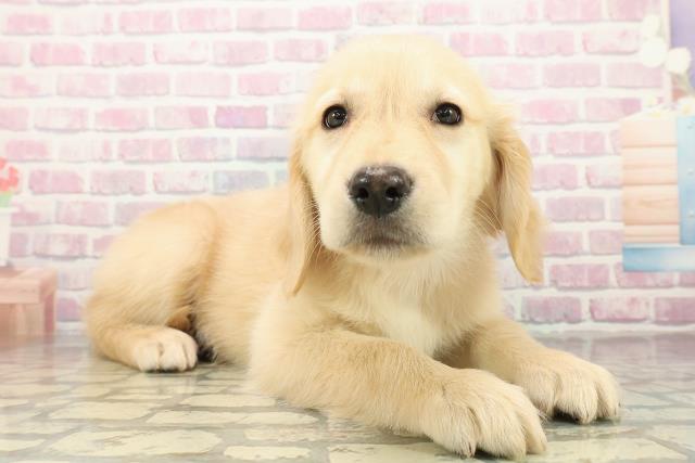 埼玉県のゴールデンレトリバー (Coo&RIKU川越店/2025年10月27日生まれ/女の子/ゴールド)の子犬の3枚目の画像