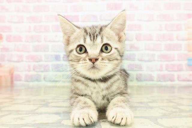 埼玉県のアメリカンショートヘアー (Coo&RIKU川越店/2025年10月8日生まれ/女の子/シルバークラシックタビー)の子猫の1枚目の画像