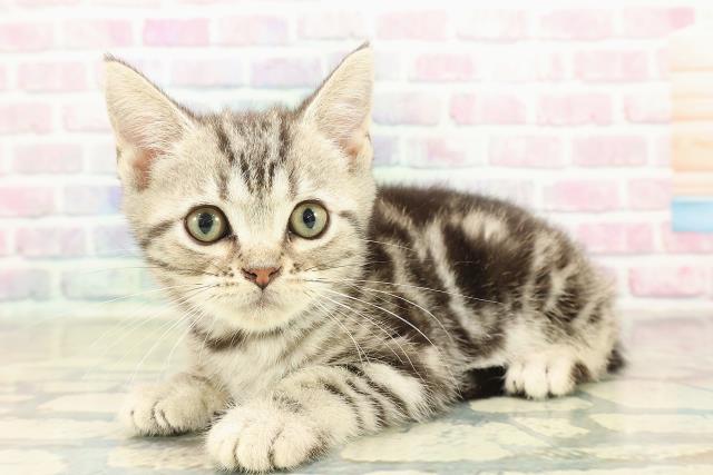 埼玉県のアメリカンショートヘアー (Coo&RIKU川越店/2025年10月8日生まれ/女の子/シルバークラシックタビー)の子猫の2枚目の画像