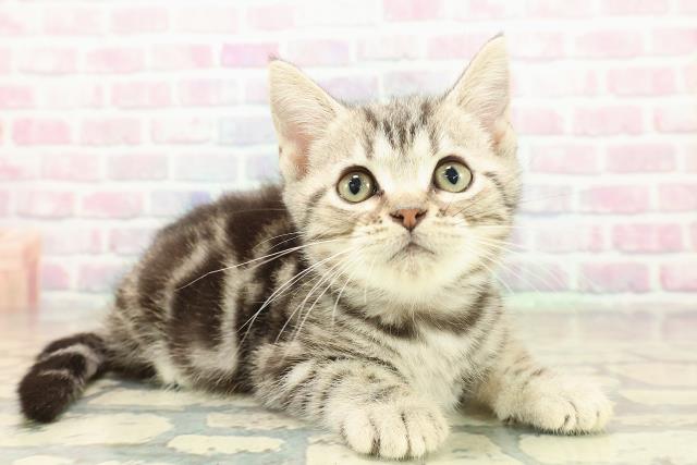 埼玉県のアメリカンショートヘアー (Coo&RIKU川越店/2025年10月8日生まれ/女の子/シルバークラシックタビー)の子猫の3枚目の画像