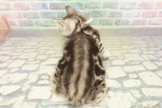 埼玉県のアメリカンショートヘアー (Coo&RIKU川越店/2025年10月8日生まれ/女の子/シルバークラシックタビー)の子猫の4枚目の画像