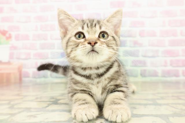 山梨県のアメリカンショートヘアー (Coo&RIKU甲府昭和通り店/2025年10月8日生まれ/女の子/シルバークラシックタビー)の子猫の1枚目の画像