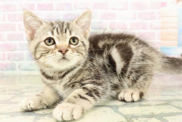 山梨県のアメリカンショートヘアー (Coo&RIKU甲府昭和通り店/2025年10月8日生まれ/女の子/シルバークラシックタビー)の子猫の2枚目の画像