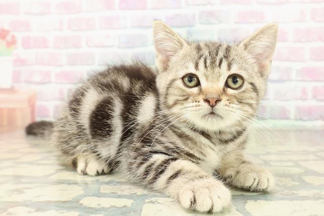 山梨県のアメリカンショートヘアー (Coo&RIKU甲府昭和通り店/2025年10月8日生まれ/女の子/シルバークラシックタビー)の子猫の3枚目の画像