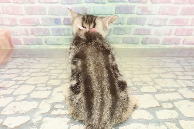 山梨県のアメリカンショートヘアー (Coo&RIKU甲府昭和通り店/2025年10月8日生まれ/女の子/シルバークラシックタビー)の子猫の4枚目の画像