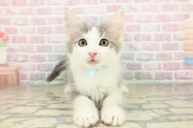 東京都のメインクーン (Coo&RIKU東久留米店/2025年10月21日生まれ/男の子/ブルータビーホワイト)の子猫の1枚目の画像