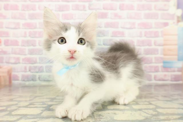 東京都のメインクーン (Coo&RIKU東久留米店/2025年10月21日生まれ/男の子/ブルータビーホワイト)の子猫の2枚目の画像