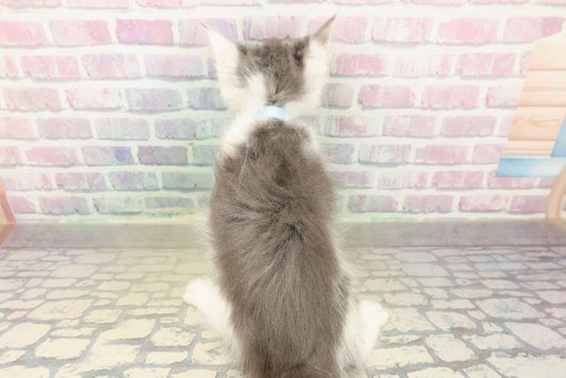 東京都のメインクーン (Coo&RIKU東久留米店/2025年10月21日生まれ/男の子/ブルータビーホワイト)の子猫の4枚目の画像