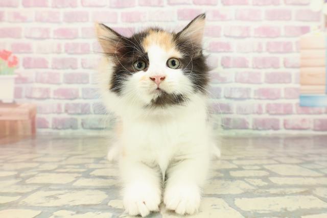 埼玉県のサイベリアン (Coo&RIKU所沢店/2025年10月18日生まれ/女の子/キャリコ)の子猫の1枚目の画像