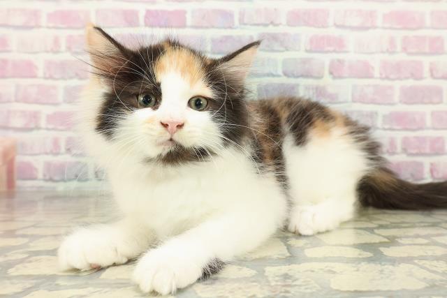 埼玉県のサイベリアン (Coo&RIKU所沢店/2025年10月18日生まれ/女の子/キャリコ)の子猫の2枚目の画像