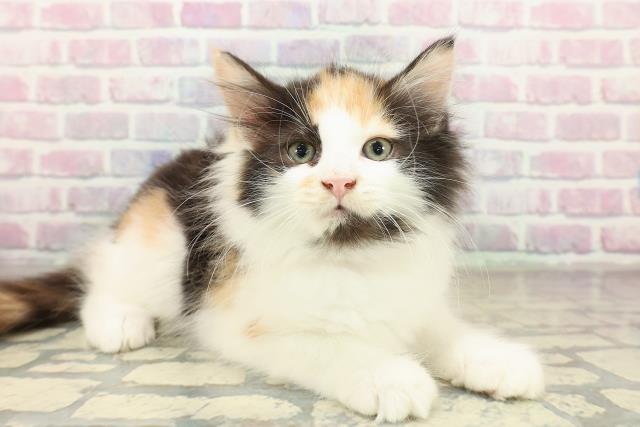 埼玉県のサイベリアン (Coo&RIKU所沢店/2025年10月18日生まれ/女の子/キャリコ)の子猫の3枚目の画像