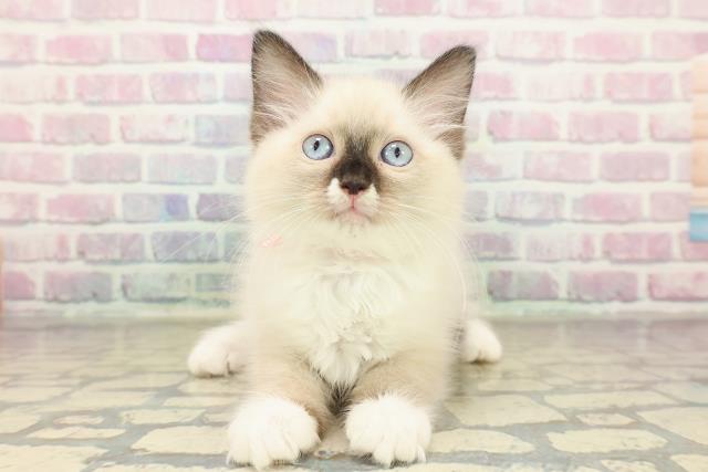 神奈川県のラグドール (Coo&RIKU横浜旭店/2025年10月25日生まれ/女の子/シールポイントミテッド)の子猫の1枚目の画像