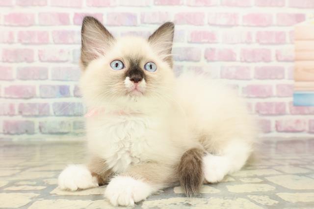 神奈川県のラグドール (Coo&RIKU横浜旭店/2025年10月25日生まれ/女の子/シールポイントミテッド)の子猫の2枚目の画像