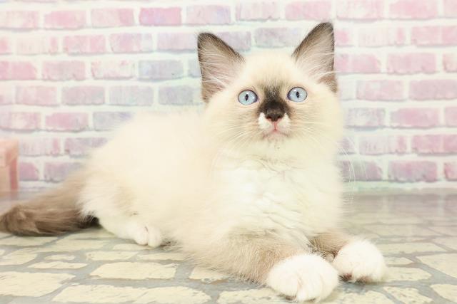 神奈川県のラグドール (Coo&RIKU横浜旭店/2025年10月25日生まれ/女の子/シールポイントミテッド)の子猫の3枚目の画像