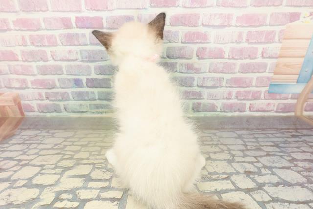 神奈川県のラグドール (Coo&RIKU横浜旭店/2025年10月25日生まれ/女の子/シールポイントミテッド)の子猫の4枚目の画像