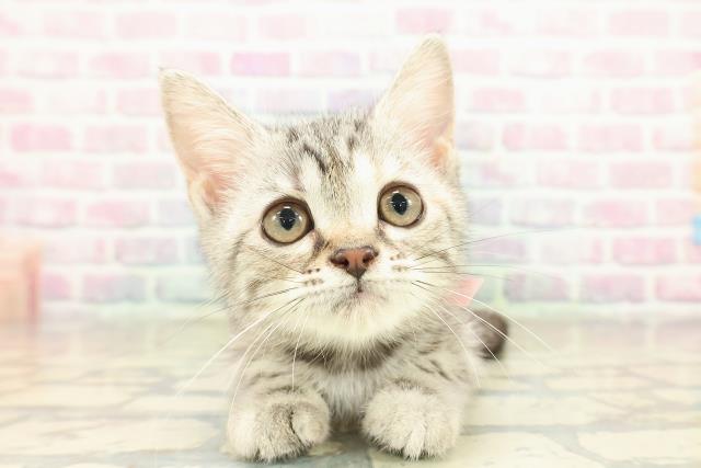 神奈川県のアメリカンショートヘアー (Coo&RIKU横浜港南台店/2025年9月25日生まれ/女の子/シルバーパッチドタビー)の子猫の1枚目の画像