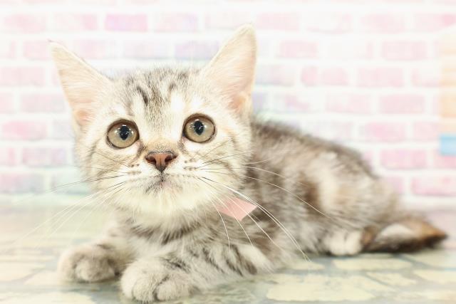 神奈川県のアメリカンショートヘアー (Coo&RIKU横浜港南台店/2025年9月25日生まれ/女の子/シルバーパッチドタビー)の子猫の2枚目の画像