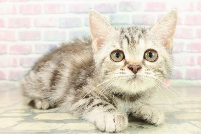 神奈川県のアメリカンショートヘアー (Coo&RIKU横浜港南台店/2025年9月25日生まれ/女の子/シルバーパッチドタビー)の子猫の3枚目の画像