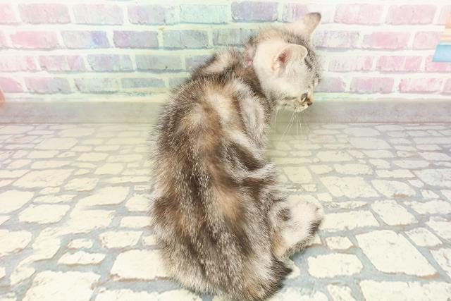 神奈川県のアメリカンショートヘアー (Coo&RIKU横浜港南台店/2025年9月25日生まれ/女の子/シルバーパッチドタビー)の子猫の4枚目の画像