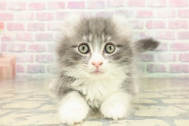 アメリカンカール