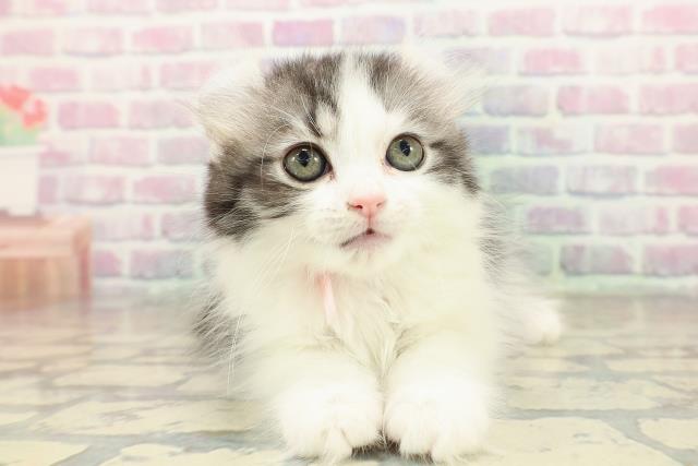 アメリカンカール