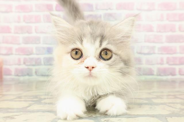 埼玉県のラガマフィン (Coo&RIKU熊谷ニットーモール店/2025年10月6日生まれ/女の子/ダイリュートキャリコ)の子猫