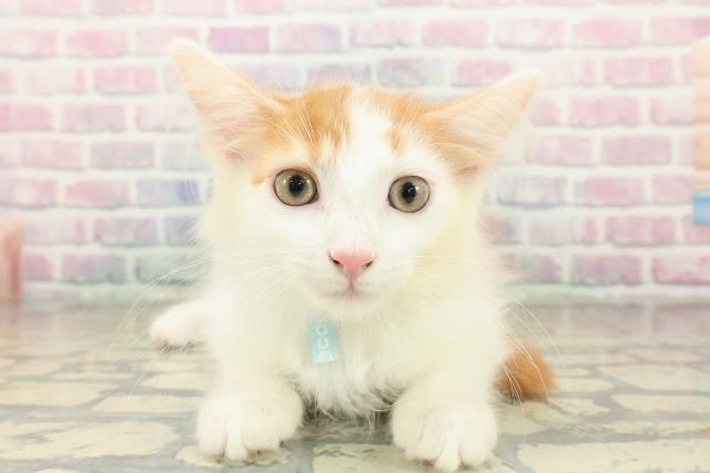 埼玉県のメインクーン (Coo&RIKU所沢店/2025年9月29日生まれ/男の子/レッドタビーホワイト)の子猫の1枚目の画像