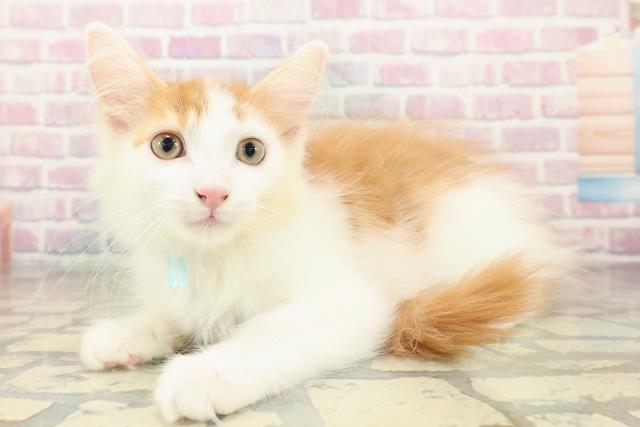 埼玉県のメインクーン (Coo&RIKU所沢店/2025年9月29日生まれ/男の子/レッドタビーホワイト)の子猫の2枚目の画像