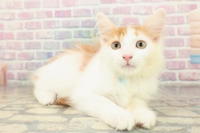 埼玉県のメインクーン (Coo&RIKU所沢店/2025年9月29日生まれ/男の子/レッドタビーホワイト)の子猫の3枚目の画像