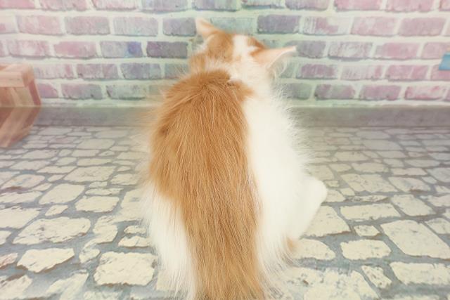 埼玉県のメインクーン (Coo&RIKU所沢店/2025年9月29日生まれ/男の子/レッドタビーホワイト)の子猫の4枚目の画像