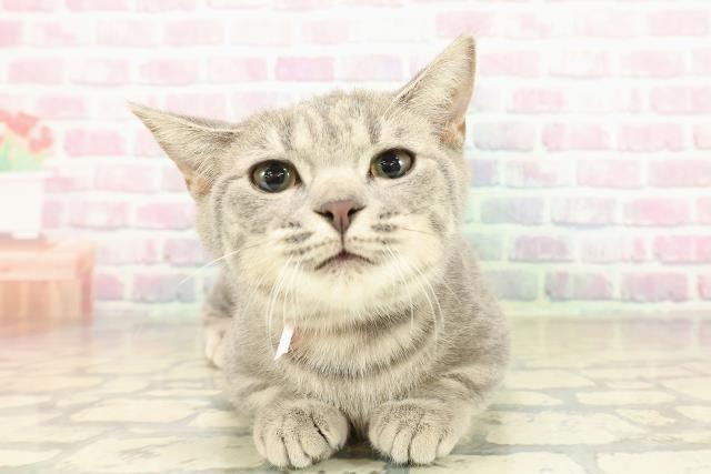 茨城県のマンチカン (Coo&RIKU牛久店/2025年7月29日生まれ/女の子/ブルータビー)の子猫の1枚目の画像