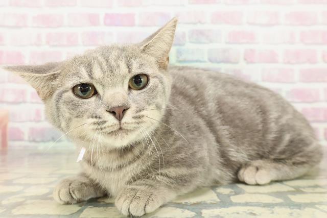 茨城県のマンチカン (Coo&RIKU牛久店/2025年7月29日生まれ/女の子/ブルータビー)の子猫の2枚目の画像