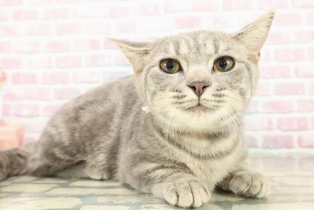 茨城県のマンチカン (Coo&RIKU牛久店/2025年7月29日生まれ/女の子/ブルータビー)の子猫の3枚目の画像